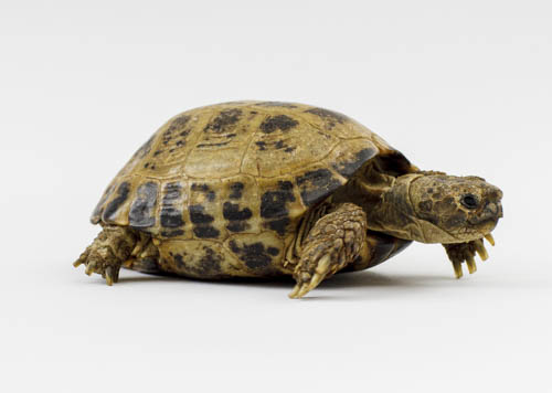 Roald Dahl's Esio Trot